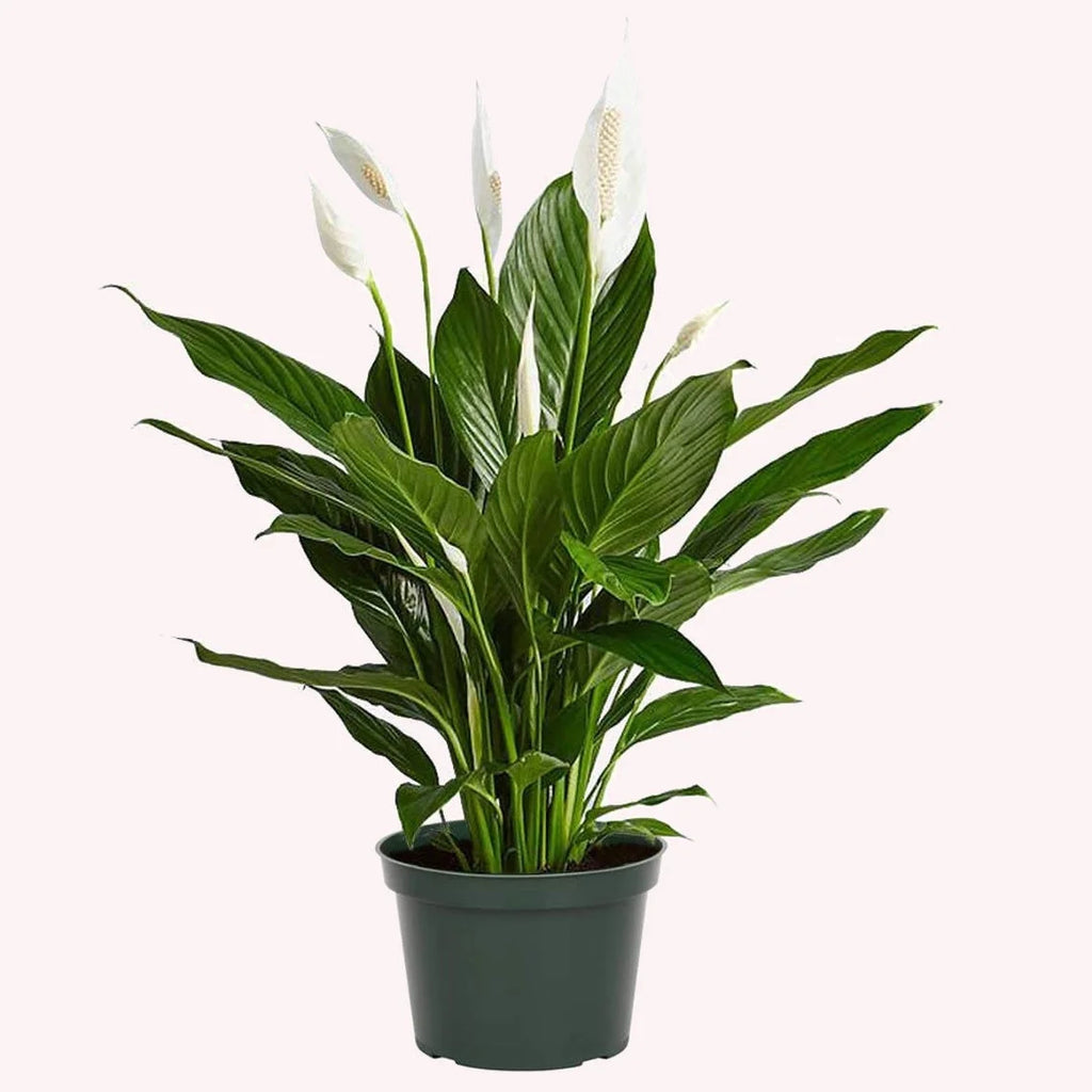 Peace Lily Live Flowering Plant 6-Inch Pot Y345