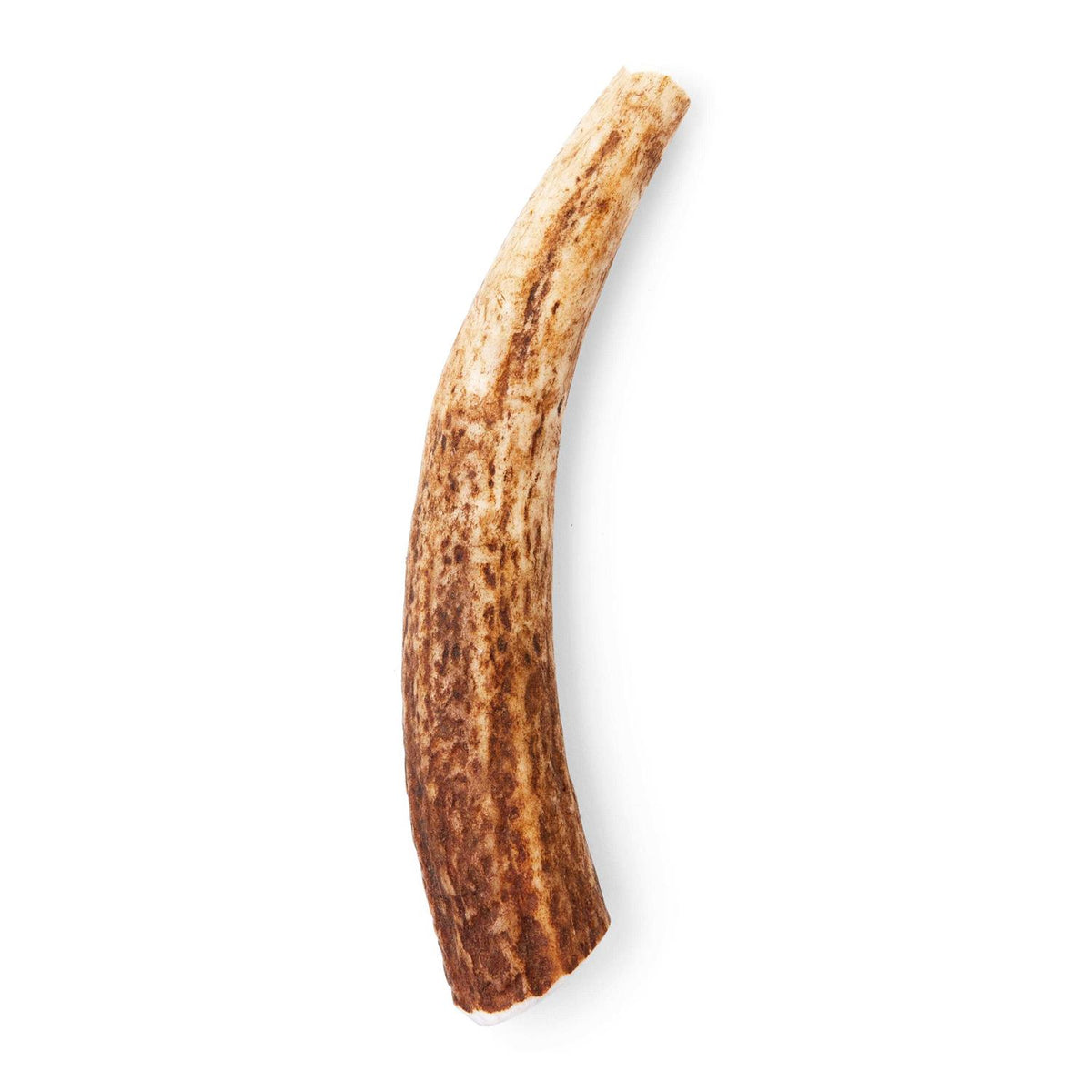 Large Whole Elk Antler Dog Chew X561