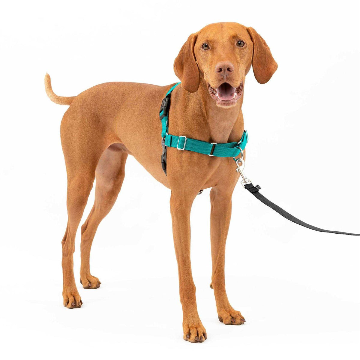 Dog Harness M8989