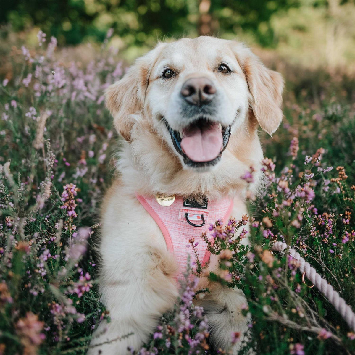 Reversible Dog Harness N465
