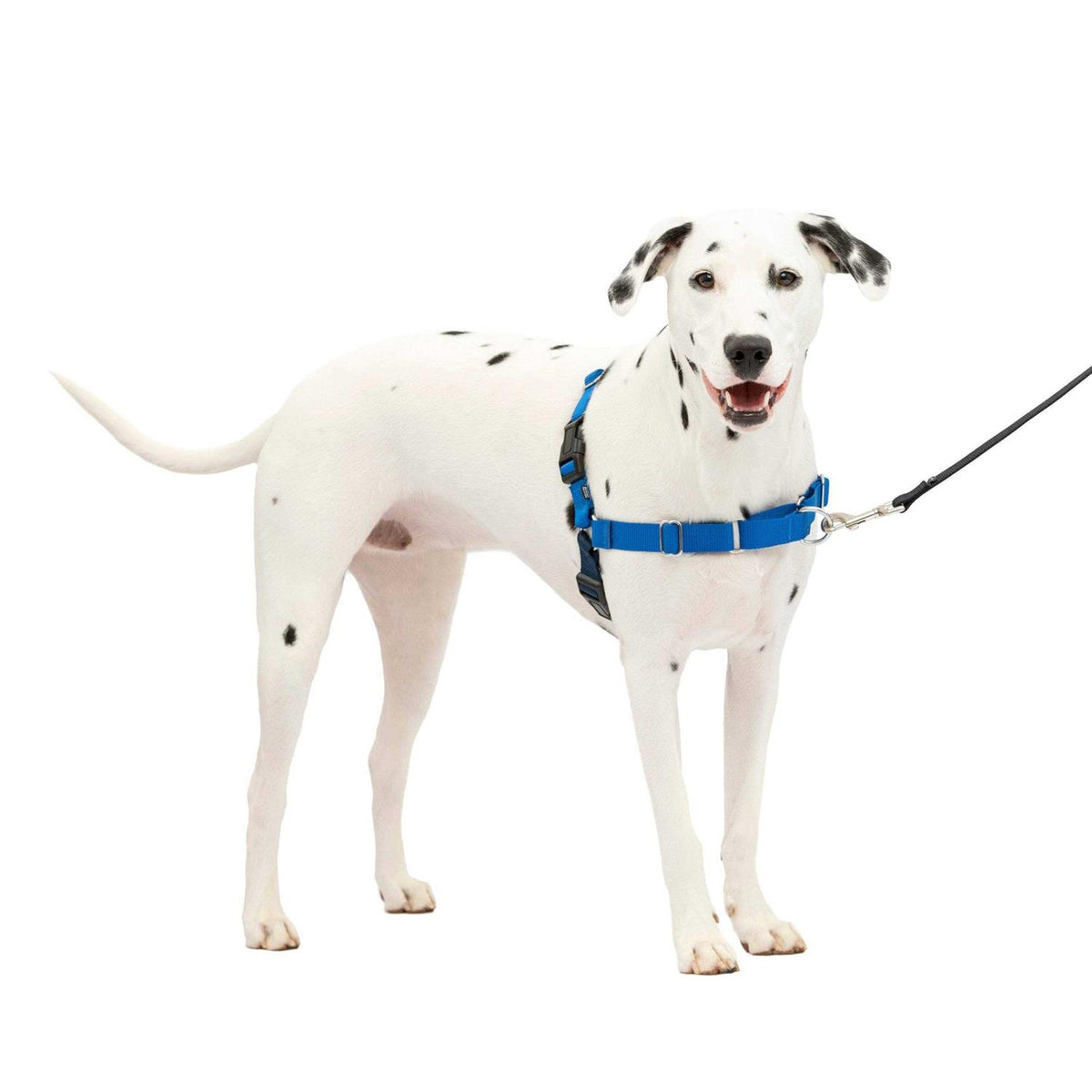 Dog Harness M8989