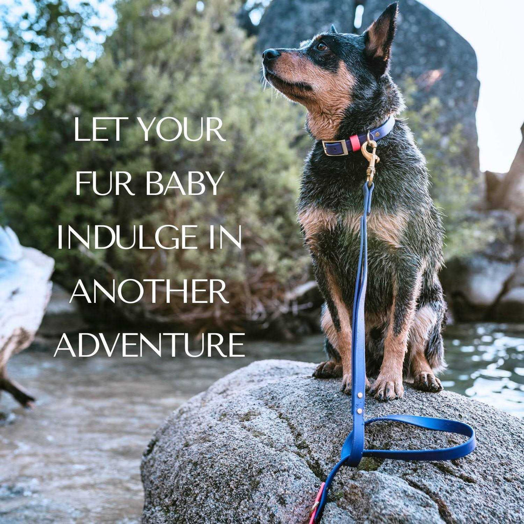 Waterproof Odorless Dog Collar H14482