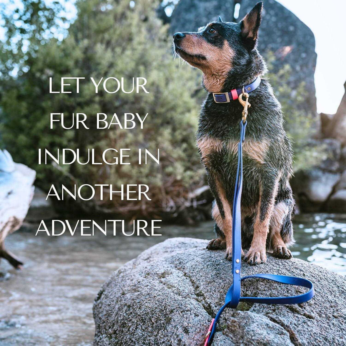 Waterproof Odorless Dog Collar H14482