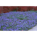 Vinca Minor 54 Pots 2 1/2 in. O633
