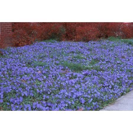 Vinca Minor 54 Pots 2 1/2 in. O633