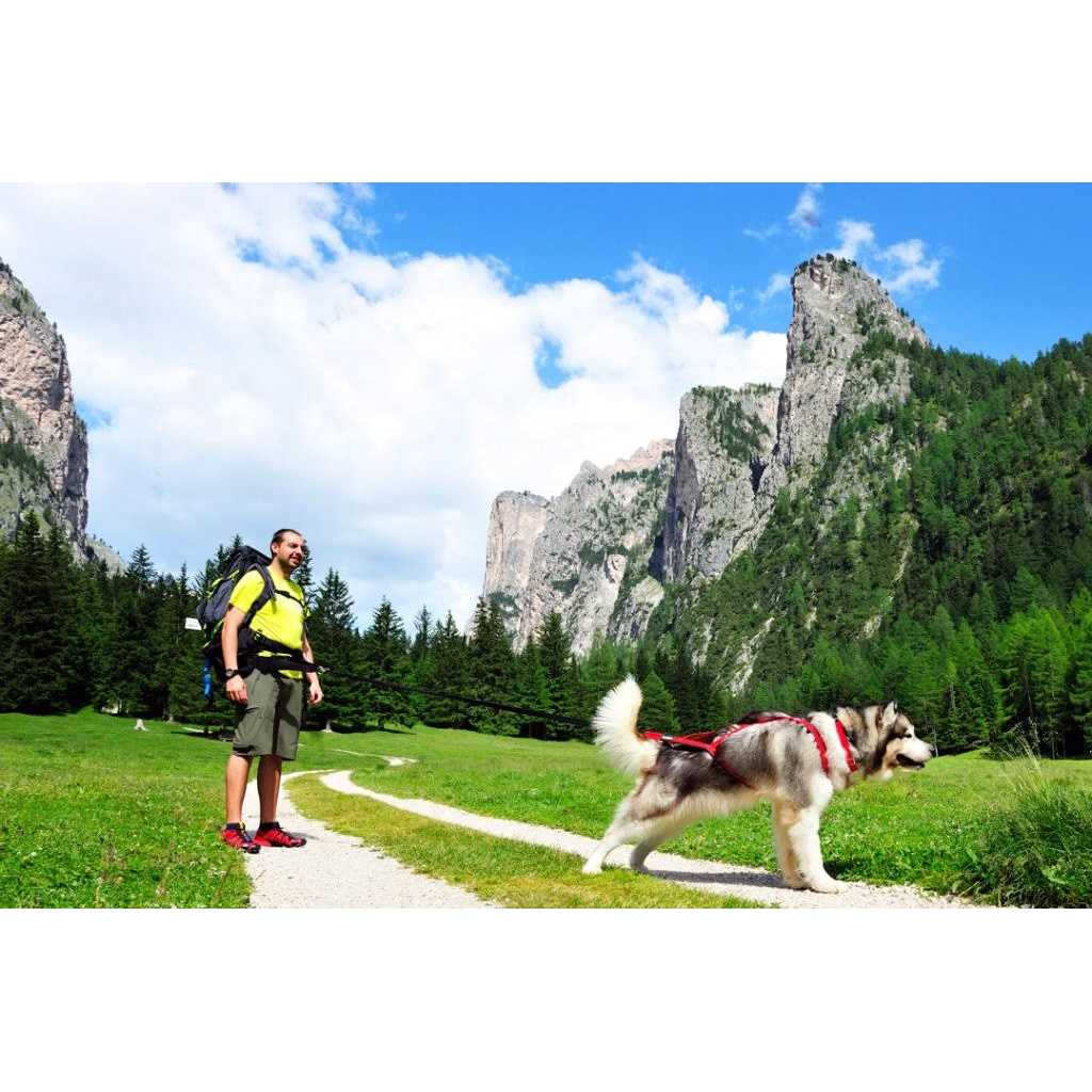 Dog Pulling Harness G4624