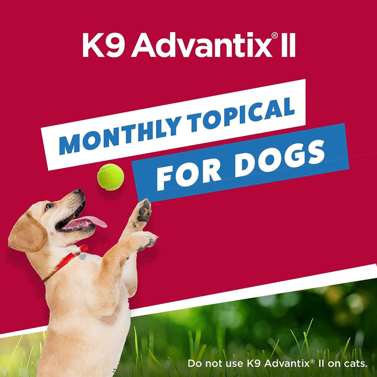 Extra Large Dogs Pet Supplies F273171