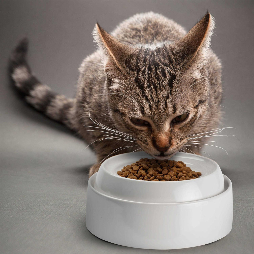 Whisker Stress Free Cat Food Bowl Y348