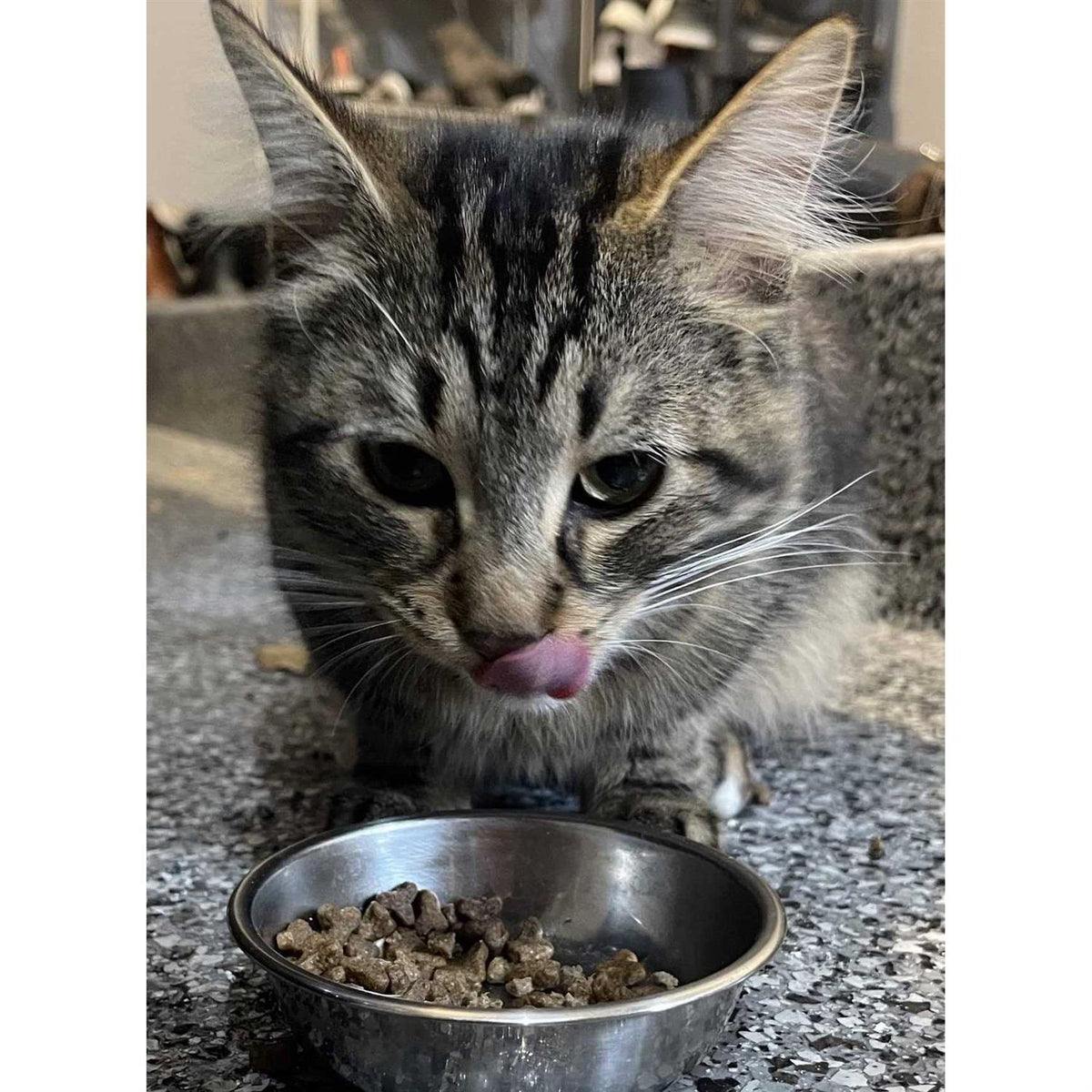 Natural Cat Food X442
