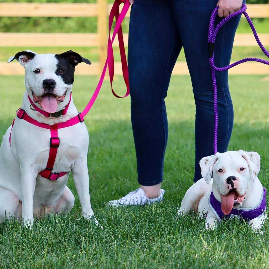Adjustable Nylon Dog Harness N630773