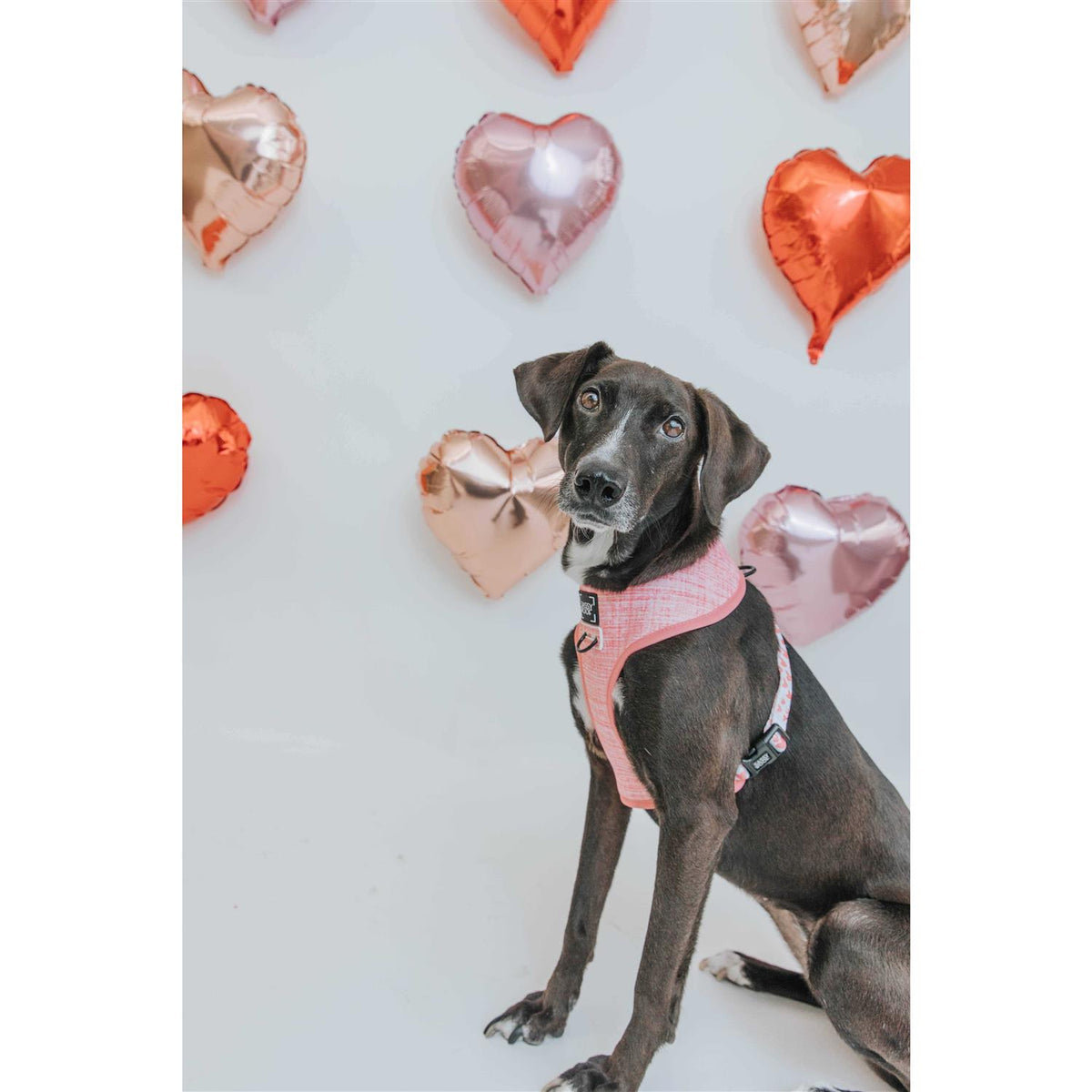 Reversible Dog Harness N465
