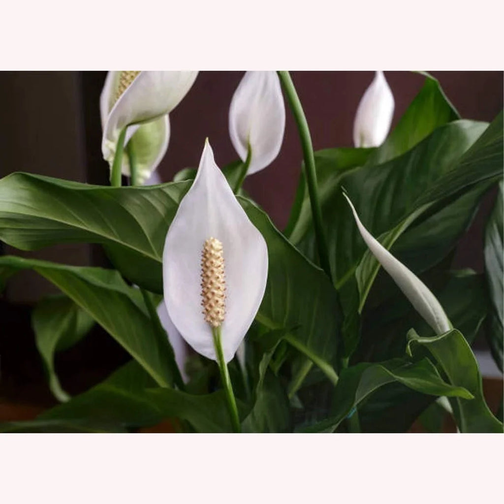 Peace Lily Live Flowering Plant 6-Inch Pot Y345